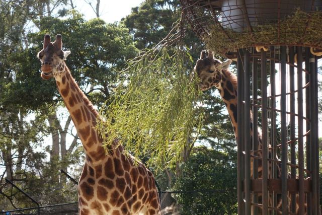 Melbourne Zoo