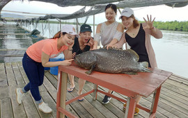 小鱼巢