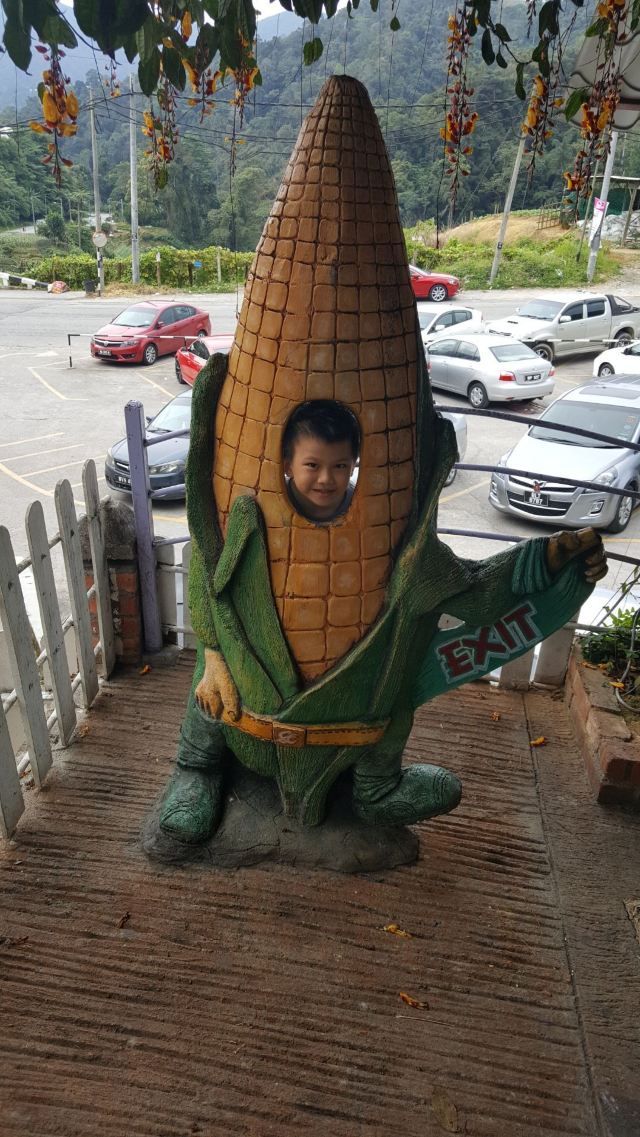 金馬倫高原薰衣草園