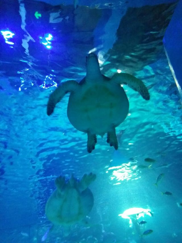 Grandview Aquarium