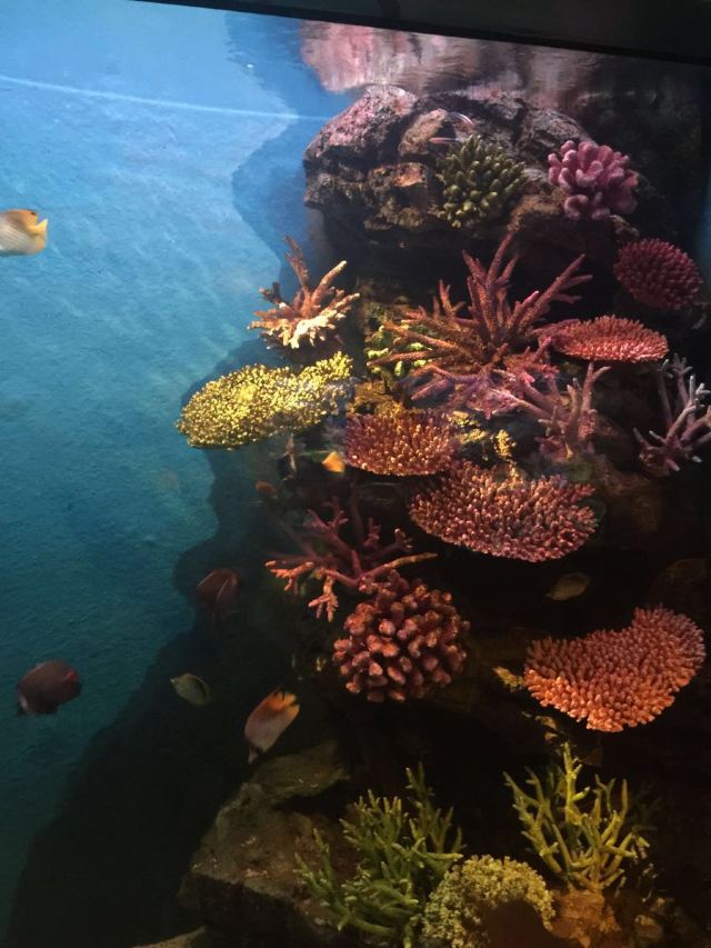Sea Life Bangkok Ocean World