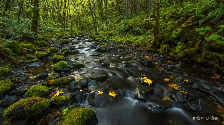 3-Day Bus Tour from San Francisco · Napa Valley, Drive-Thru Tree Park, Redwood National and State Parks and Crater Lake National Park