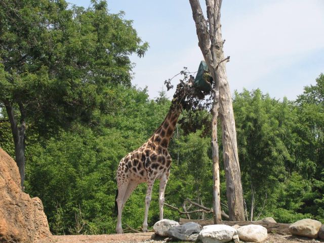 Lincoln Park Zoo