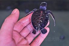 海龟孵化场-Habaraduwa-doris圈圈