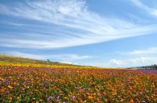 滦河神韵-沽源-小张太子jade