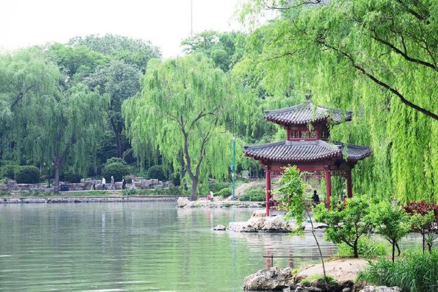 Purple Bamboo Park