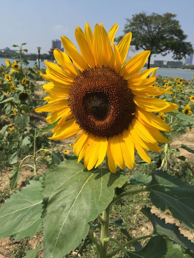 Shunfeng Mountain Park
