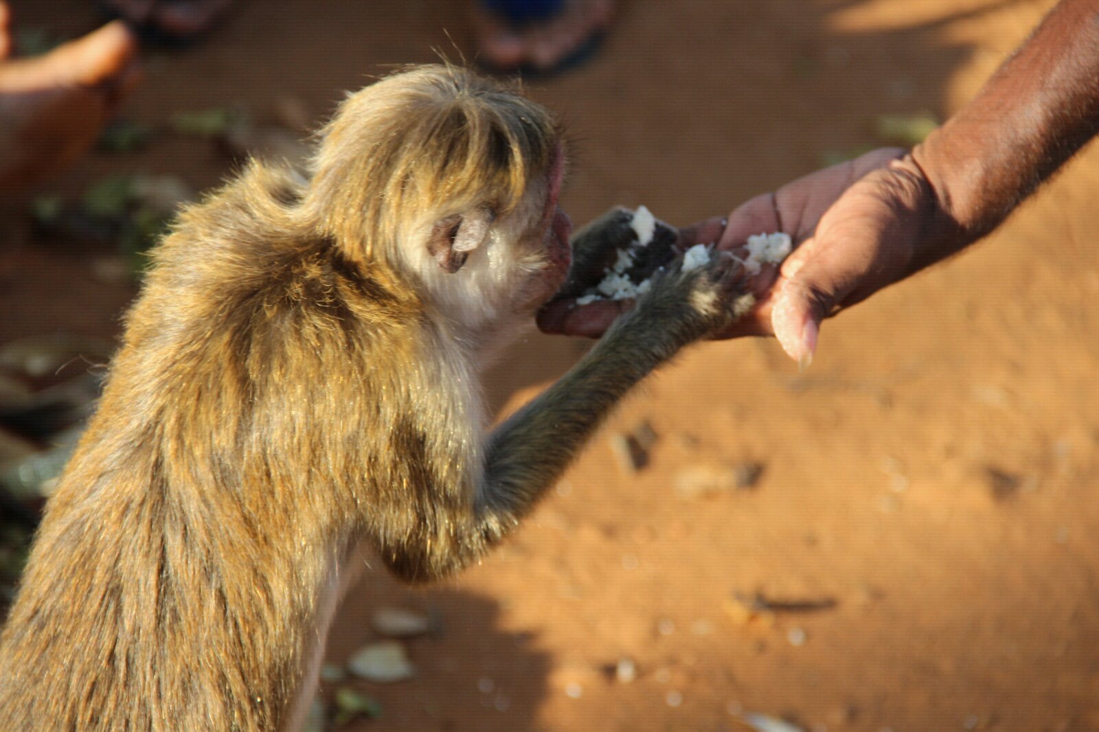 斯里兰卡的猴子