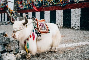 贵德国家地质公园+清清黄河一日游【包车游•纯玩无购物】【1，达人带队，精选线路，深度体验，创新玩法，贴心管家，摄影帮手，路上美景随走随停！】