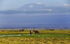 安波塞利国家公园-Amboseli-doris圈圈