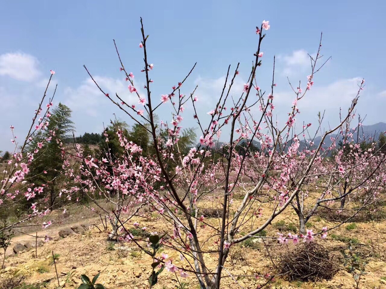 缙云壶镇左库桃花源