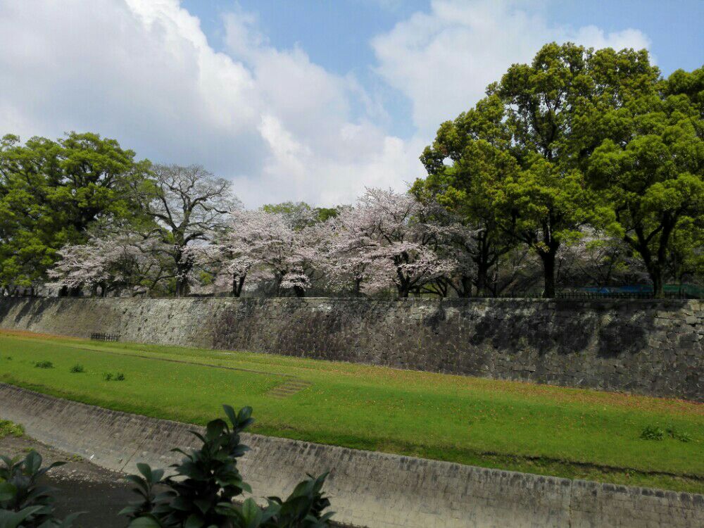 熊本城的樱花还在开放令人意外惊喜6