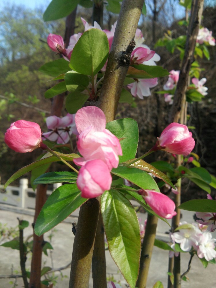 三月桃花朵朵开