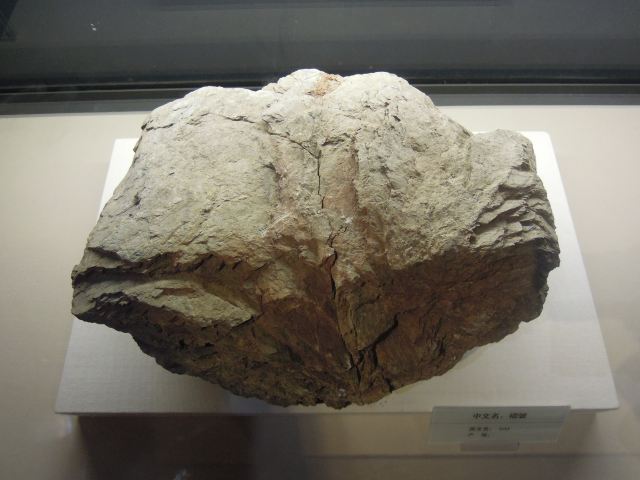 Tianjin Natural History Museum
