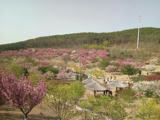 203고지