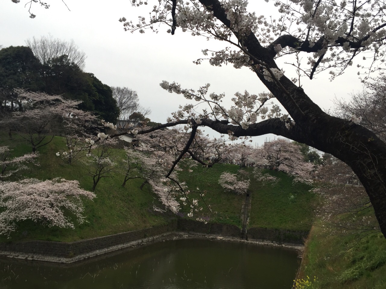 川越，千代田，目黑川的樱花——难忘的你