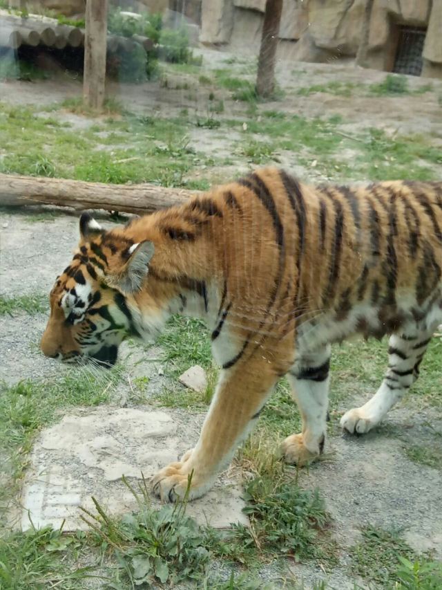 Shanghai Wild Animal Park