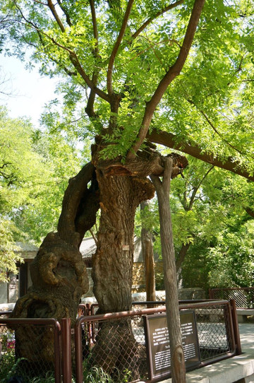 游京城槐园,品槐树文化