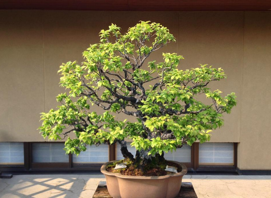 Shunkaen Bonsai Museum Attractions Tokyo Travel Review Travel Guide Trip Com