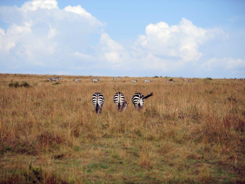 Amboseli National Park ：不只有大象，还有其他小伙伴儿