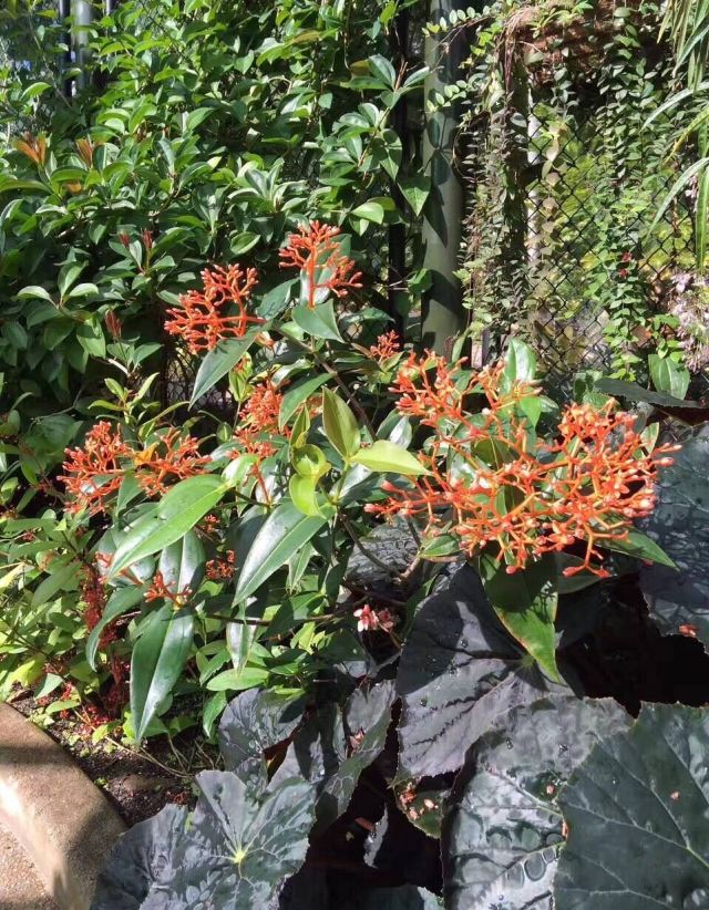Cairns Botanic Gardens