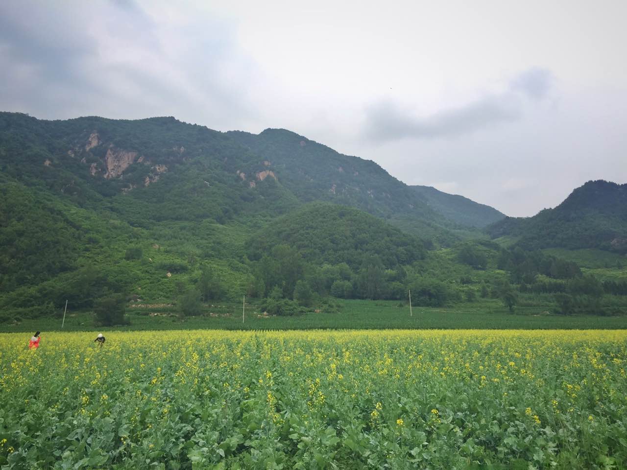 麦当劳(本溪永丰街华联店)餐厅图片