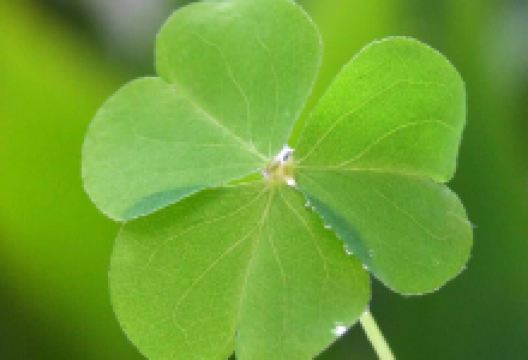 德克士(十陵镇店)美食图片