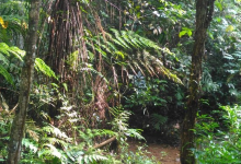 Bukit Gasing Forest Reserve景点图片