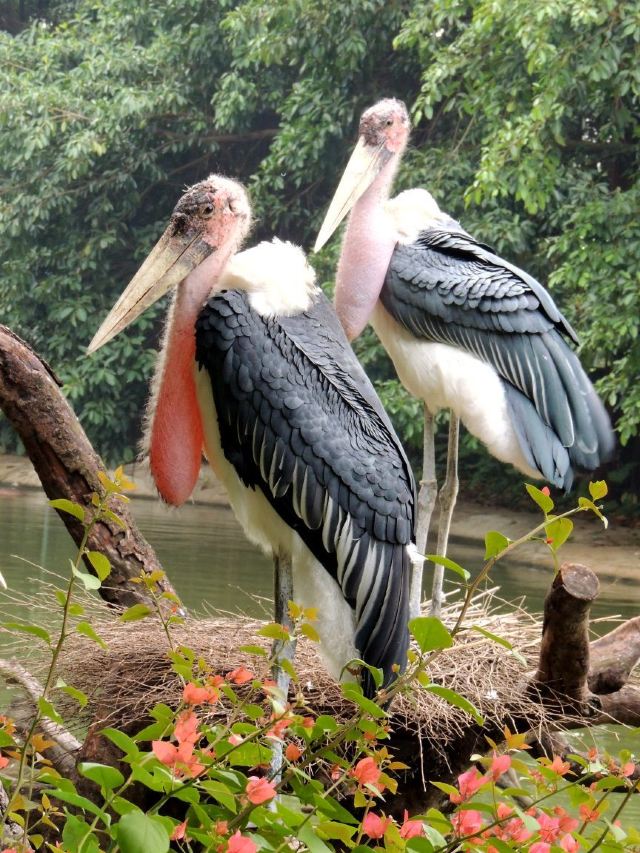 Chimelong Bird Park