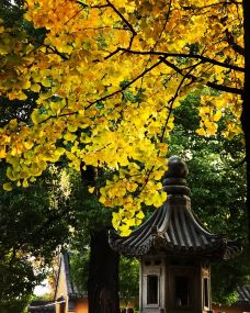 龙华寺-上海-Tom Hung