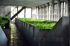 Mackwoods茶厂-努沃勒埃利耶区-doris圈圈