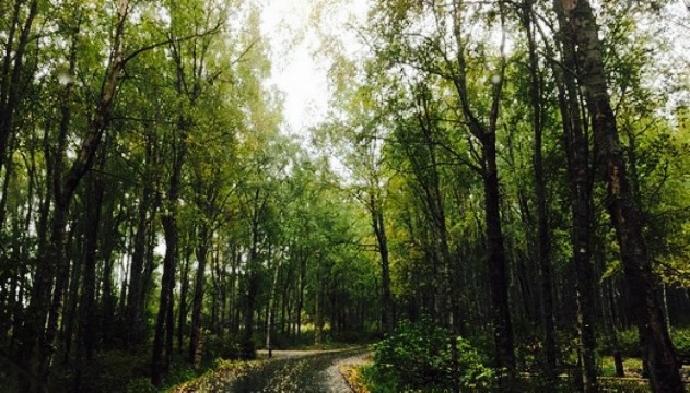 Mountain High Pizza Pie餐厅图片