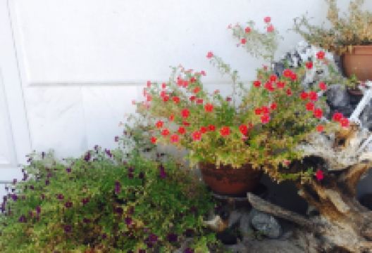 Restorant Edit美食图片