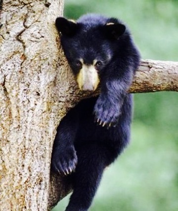 Big Bear Pizza and Subs