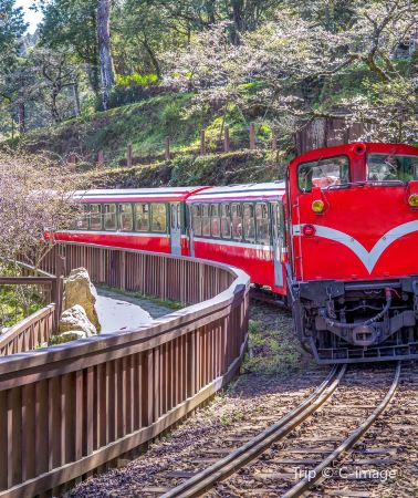 2D1N • Taipei + Chiayi County + Alishan National Scenic Area