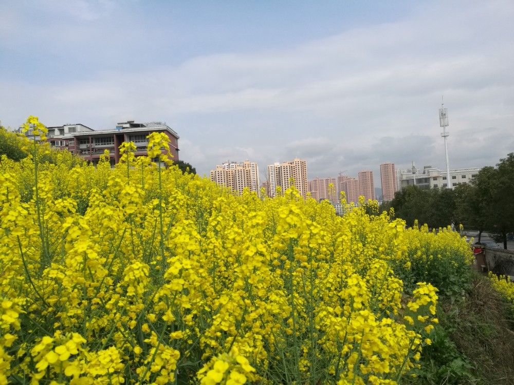 怀化鹤城的油菜田，黄花开，晴天白云，一幅美丽的画面，让人心旷