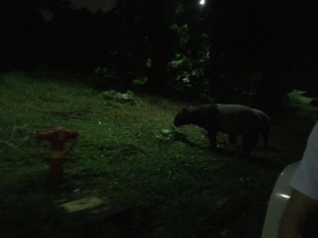 Night Safari