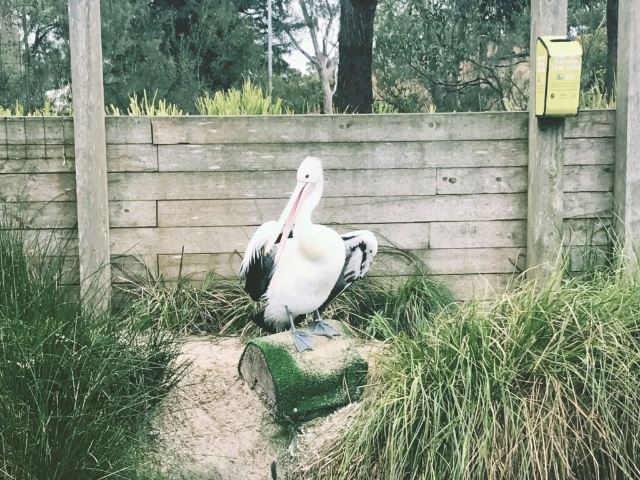 Melbourne Zoo