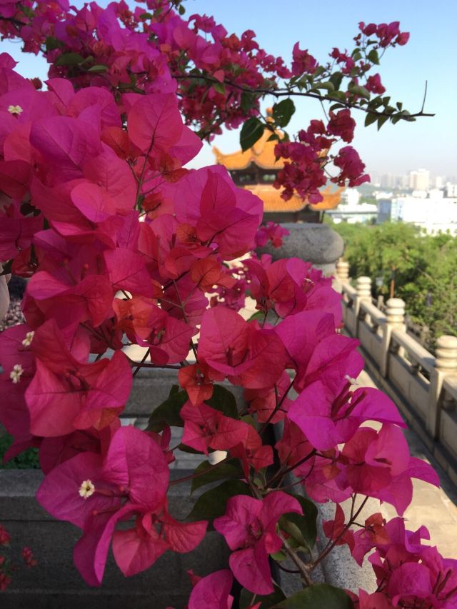 황허러우(황학루)