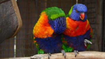 Bonorong Wildlife Sanctuary