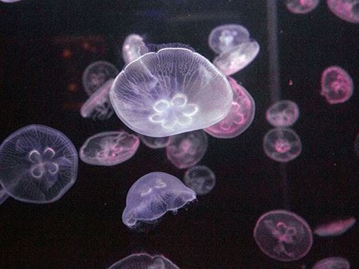 海之语海洋世界