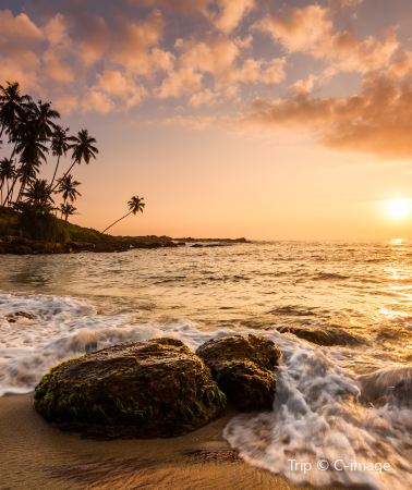 7D6N • Sri Lanka+Dambulla + Colombo + Trincomalee Whale Watching + Sigiriya Lion Rock + Temple of the Sacred Tooth Relic + Minneriya National Park + Hill Country Train