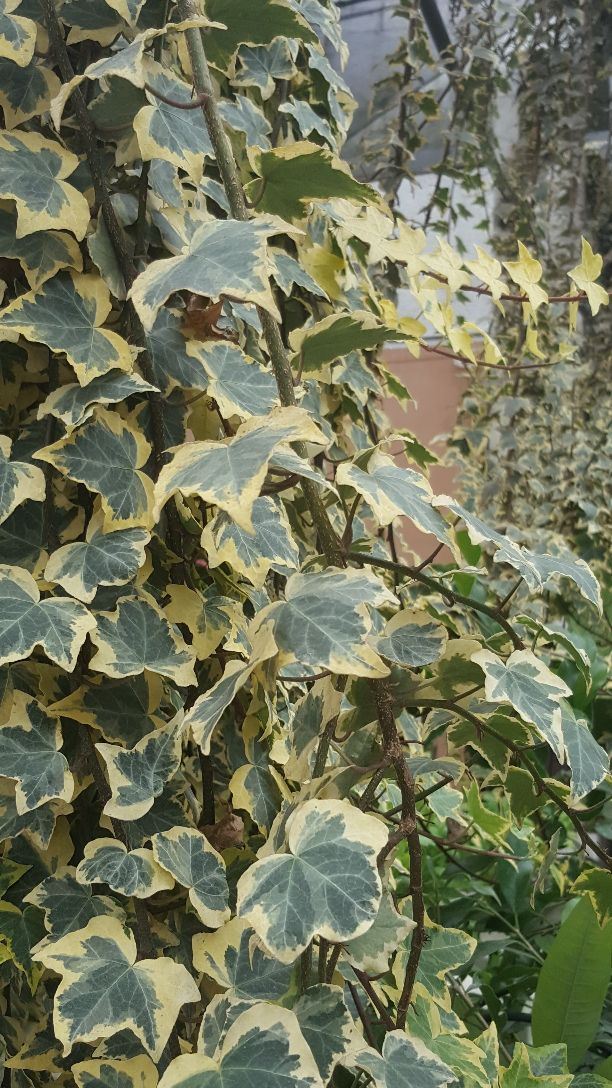 金馬倫高原薰衣草園