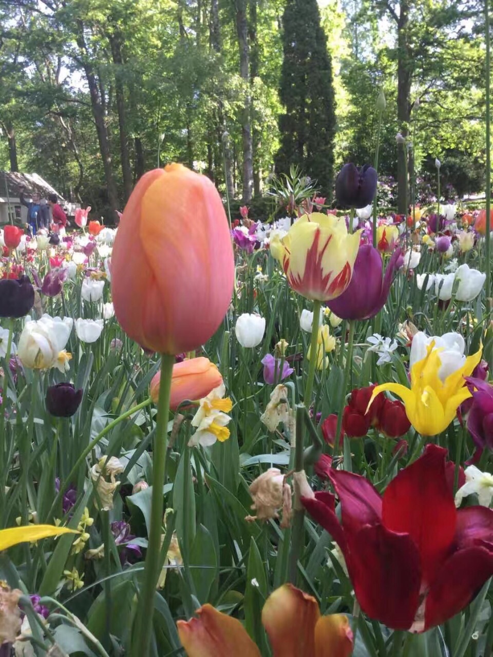 #嗨翻小长假#荷兰库肯霍夫世界上最大的郁金香花园