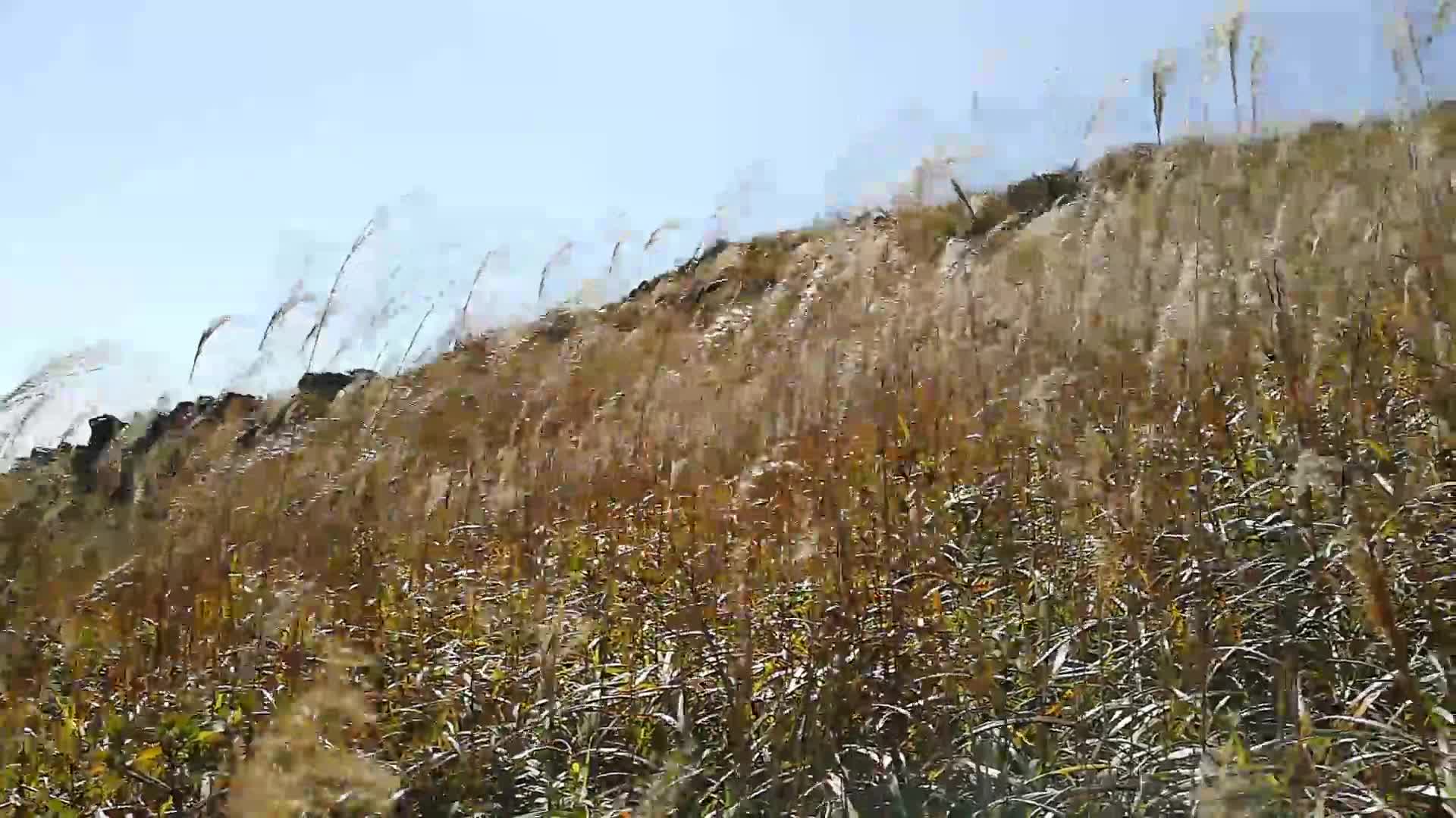 风吹芦苇，大自然欢快音乐（福建双髻山）音