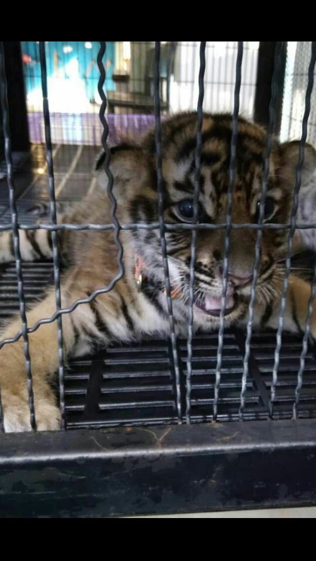 Tiger Kingdom Phuket