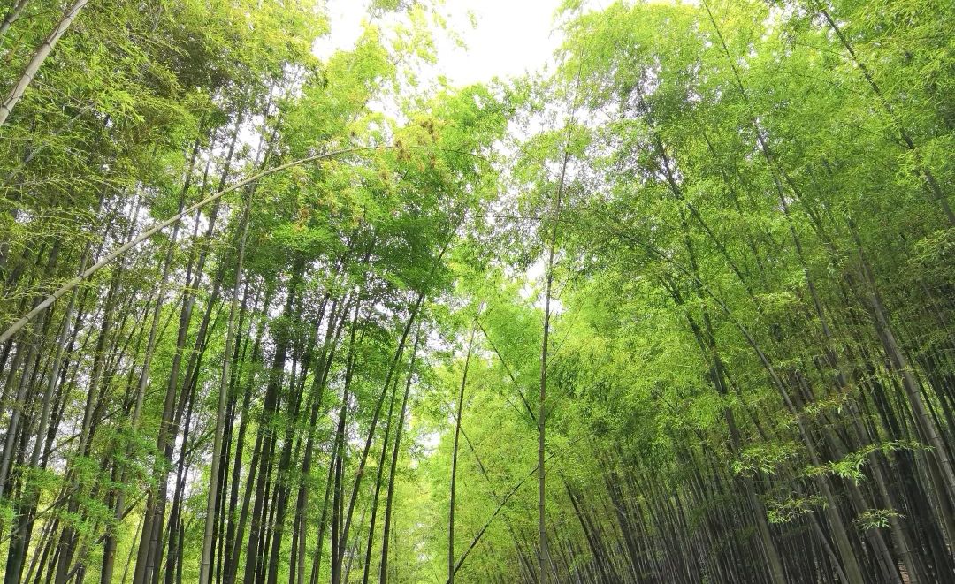 龙君庙