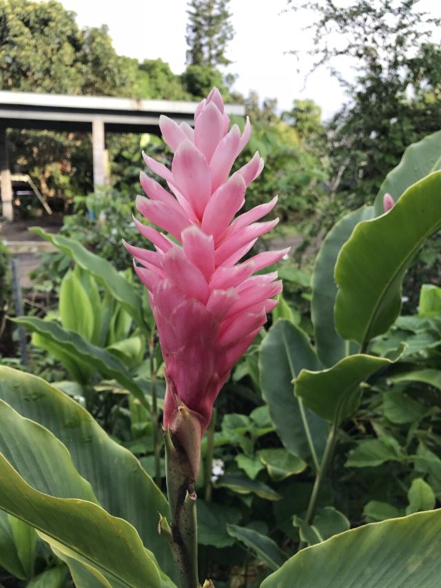 Waimea Valley
