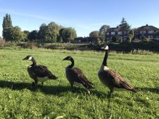 乌斯河-约克-穗穗子