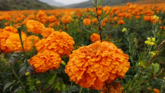 捨得村